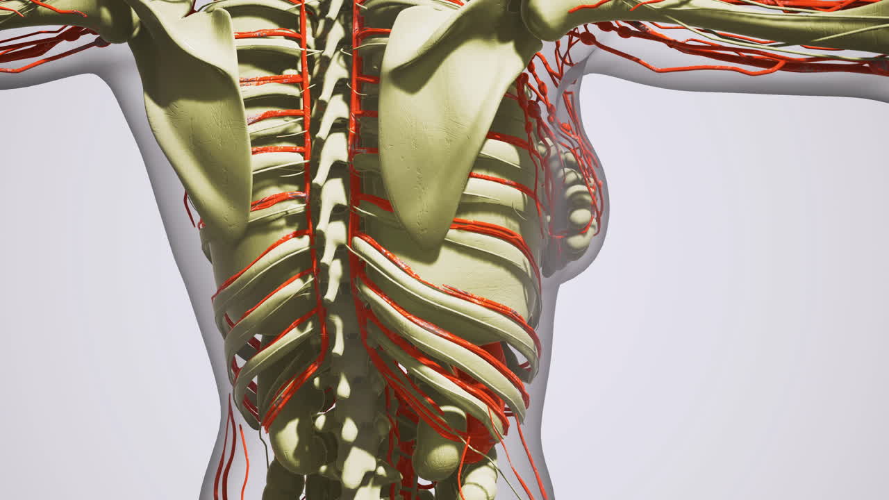 Anatomy of leg blood vessels veins and arteries illustrated