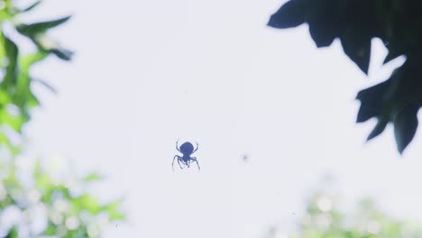 rack focus from one orb weaver spider to another, both spiders are sitting in their web waiting for a fly to get trapped