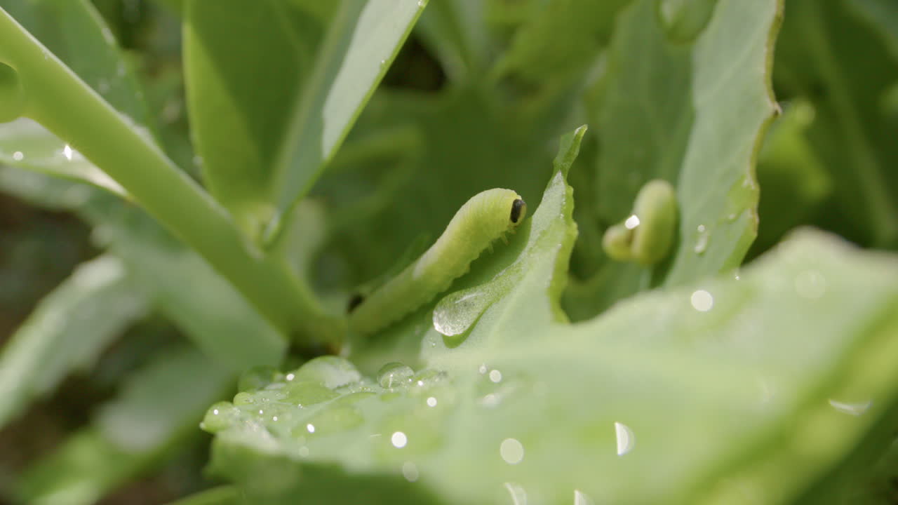 양배추벌레, 양배추흰애벌레, 잎을 먹고, 확대