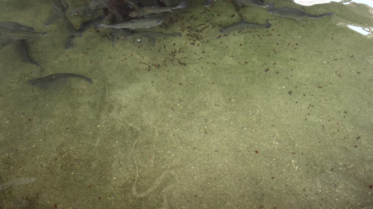 grandes peces truchas nadan en la piscina de la piscifactoría, amplia toma estática en cámara lenta, espacio de copia