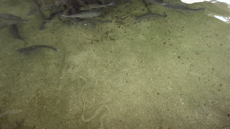 big trout fish swim in fish farm pool, wide static slowmo shot, copy space