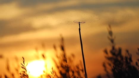 puesta de sol en el fondo y olivos regados en la parte delantera