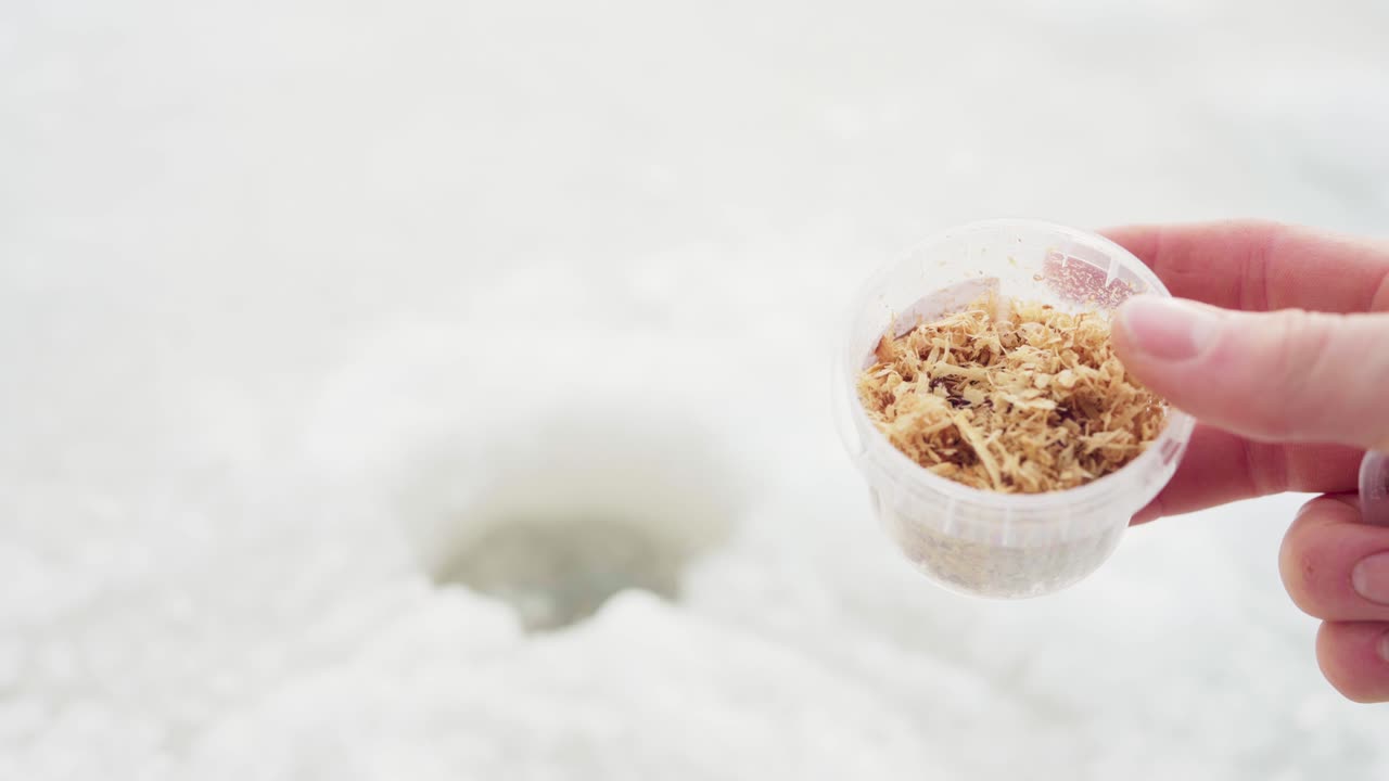 노르웨이 트론델라그 카운티 의 베사커 에서 얼음 시 를 위한 먹이 를 보여 주는 남자 의 손 - 근접