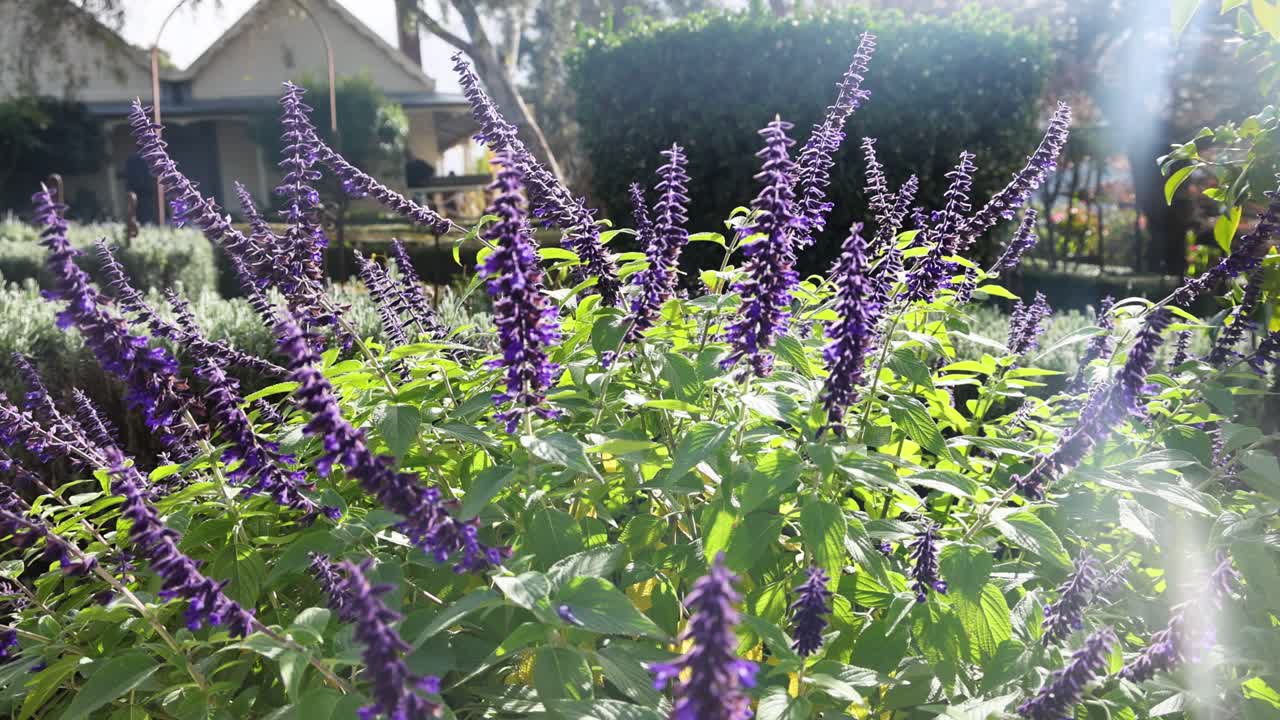 빛 이 비치는 정원 에서 보라색 살비아 꽃