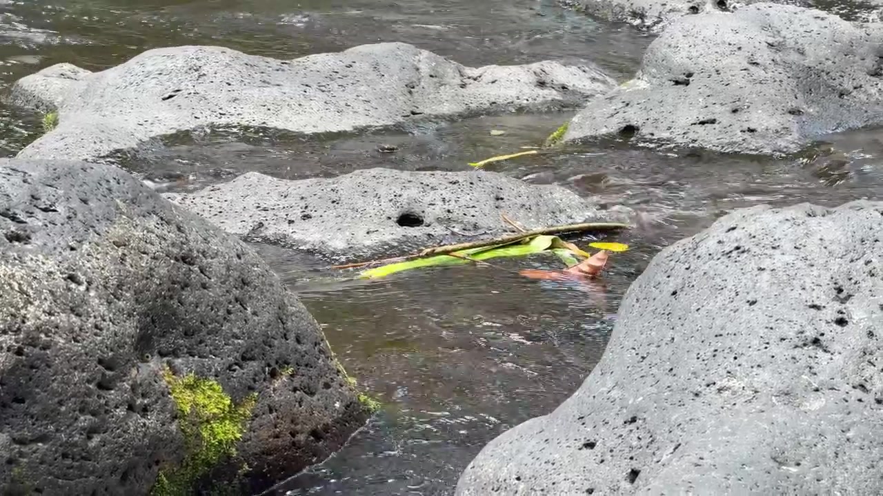Clear Water Flowing Between Volcanic Rocks in a Stream