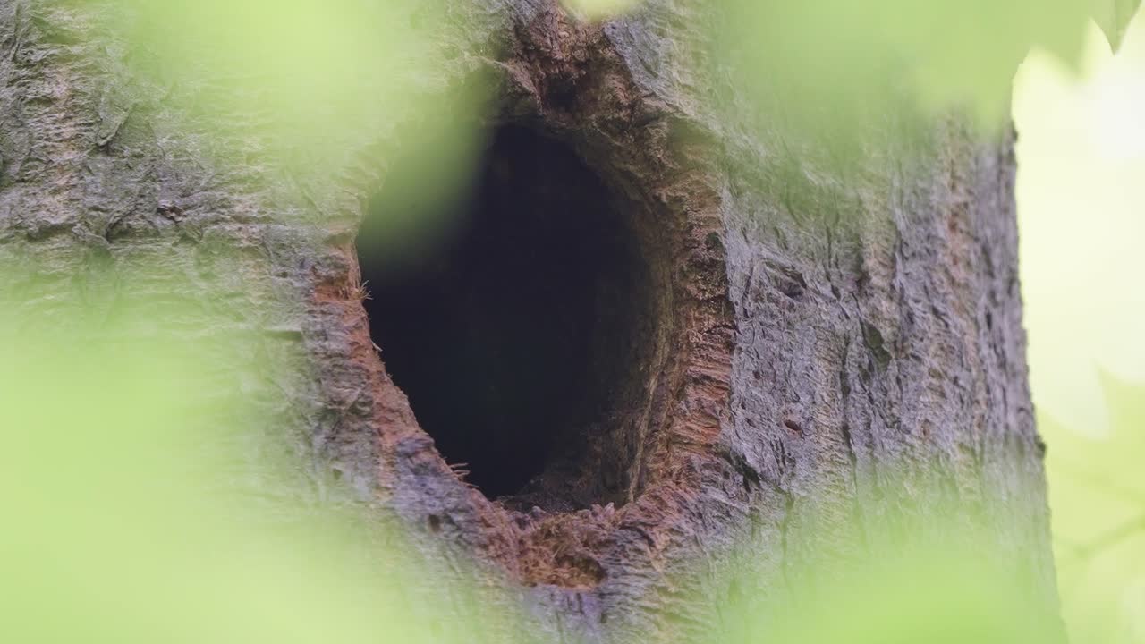 지치지 않는 큰 점박이 딱따구리는 병아리를 위한 음식을 가지고 도착합니다.