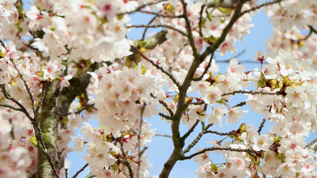 Cherry blossoms in full bloom with wasp pollinating, branches reaching out against clear blue sky