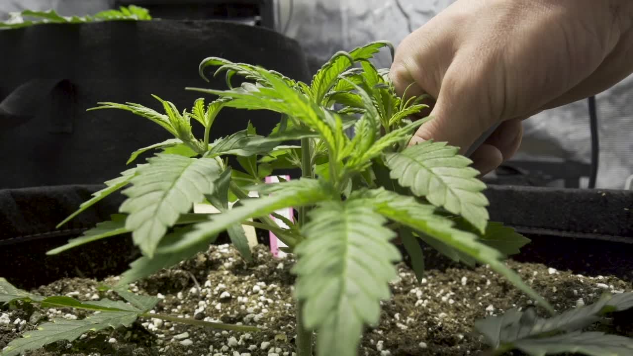 대마초 sativa의 녹색 잎으로 아래쪽 가지를 다듬는 사람