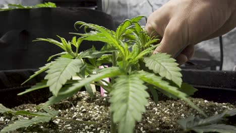persona recortando ramas inferiores con hojas verdes de cannabis sativa