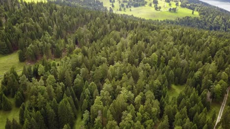 Drohnenansicht-Eines-Tannenwaldes