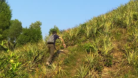 Wide-shot-of-man-walking-uphill-in-pineapple-garden-in-Sylhet,-backpacker