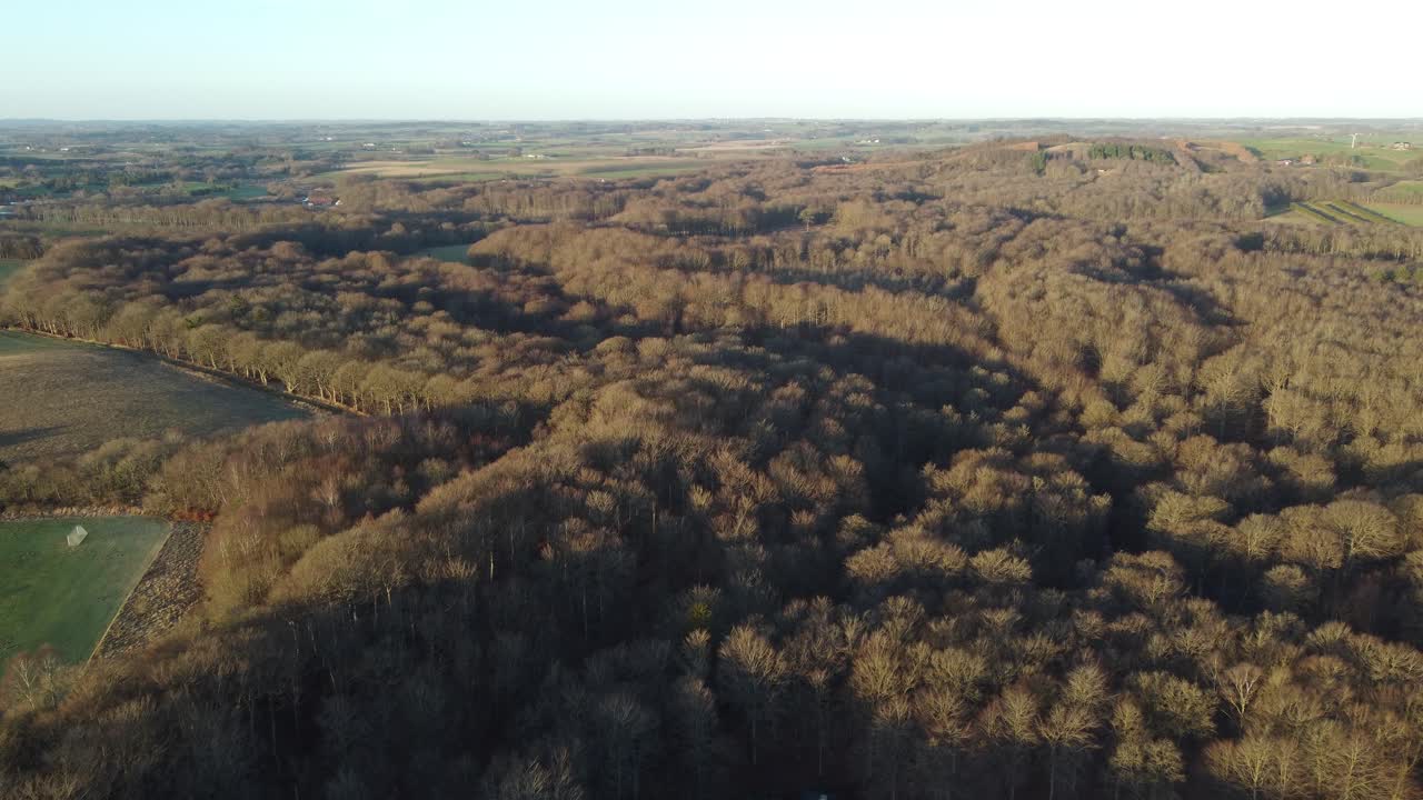 Ampia ripresa aerea di una foresta decidua spoglia in Danimarca durante l'inverno, che mostra un paesaggio naturale calmo e minimalista