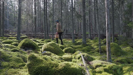 man holding basket walks on mossy forest looking for mushroom or berries, nordic landscape