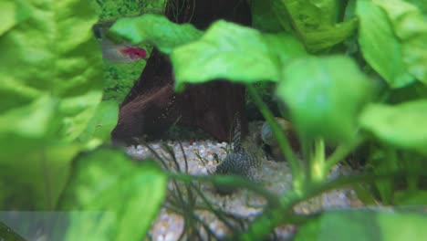 bristlenose pleco catfish, snail and tetra fish in the fish tank tropical aquarium