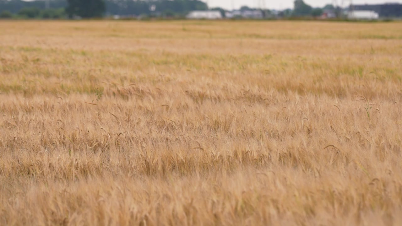 Scatto grandangolare di un campo di grano dorato che ondeggia con grazia nel vento leggero sotto la luce del giorno, con una linea di alberi e strutture distanti sfocate, creando un paesaggio rurale pacifico senza persone visibili.