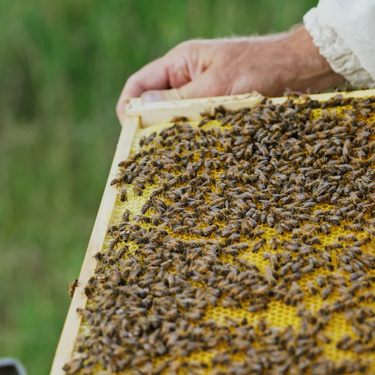 hands of man shows a wooden frame with honeycombs on the background of green grass in the garden. Life of worker bees