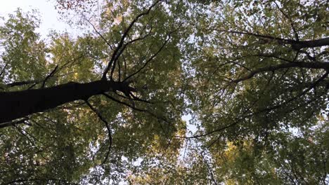 Gazing-up-through-a-fall-forest-canopy-of-green-brown-and-golden-leaves