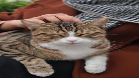 woman holding a cat