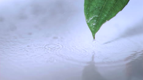 small drizzle falling in super slow motion on a leaf