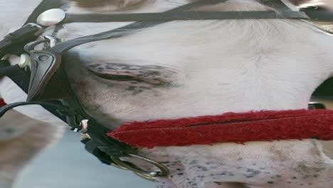 close-up of a white horse's head with harness