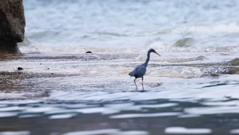 heron walks by the sea in krabi