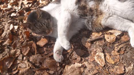 the cat lies on the ground in the foliage. basking in the sun. waving his tail. pets. opens mouth and shows teeth