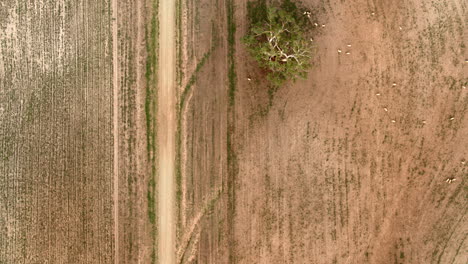 Aerial-top-down-tracking-along-a-dirt-road-on-a-dusty-summer-day-in-drought-affected-land-in-rural-Australia