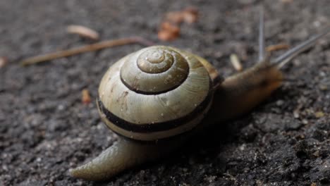Snail crawls on the asphalt road and leaves a slime trail on the road