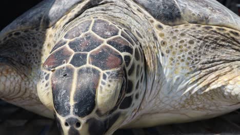 cerca de la tortuga lora rescatada después de ser aturdida por el frío por una tormenta de invierno en las aguas alrededor de corpus christi tx