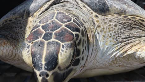 close up of rescued kemp's ridley sea turtle after being cold stunned by winter storm in the waters around corpus christi tx