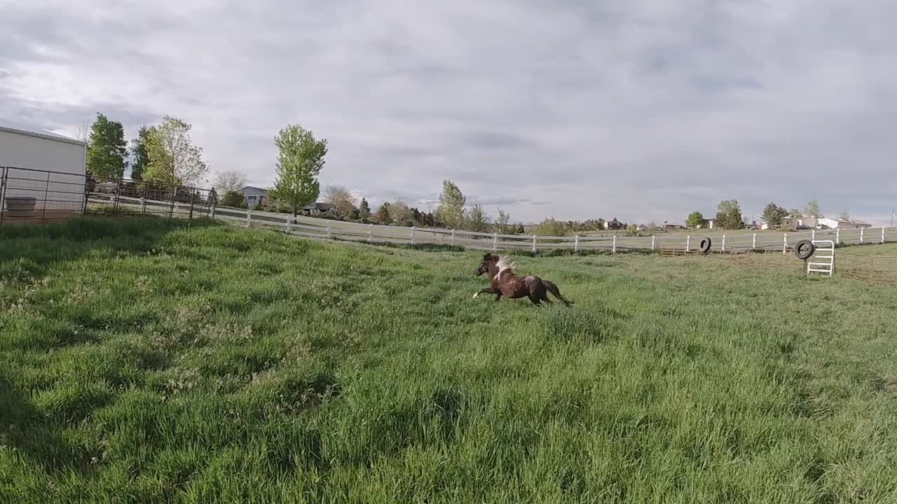 caballos en miniatura jugando y corriendo en un pasto de hierba