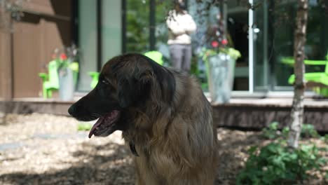 a leonberger dog looking around outdoors - close up