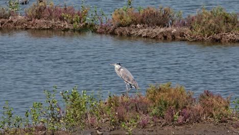 steht unter der morgensonne und fliegt dann weg, der graue reiher ardea cinerea, thailand