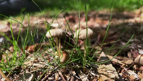 el hongo parasola auricoma de capucha de tinta de pelo dorado que crece de los detritos del bosque
