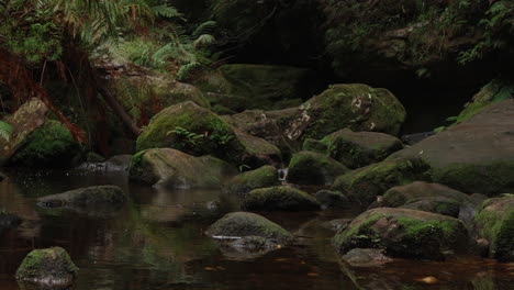 Bird-playfully-explores-the-woodland-before-landing-gracefully-on-a-picturesque-rock-in-forest