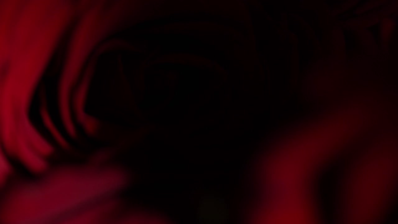 Shadow Moving Across A Red Rose Illuminated By Natural Light, Close Up Detailed Shot.
