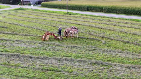 Toma-Aérea-De-Seguimiento-De-Drones-De-Granjero-Amish-Con-Rastrillo-De-Heno-Tirado-Por-Caballos-En-El-Campo-De-Lancaster,-Pennsyvlvania