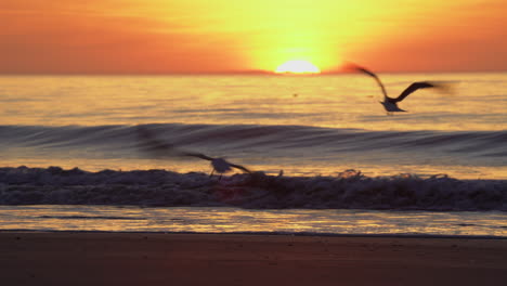 Amanecer-Sobre-El-Océano,-Las-Gaviotas-Toman-Vuelo