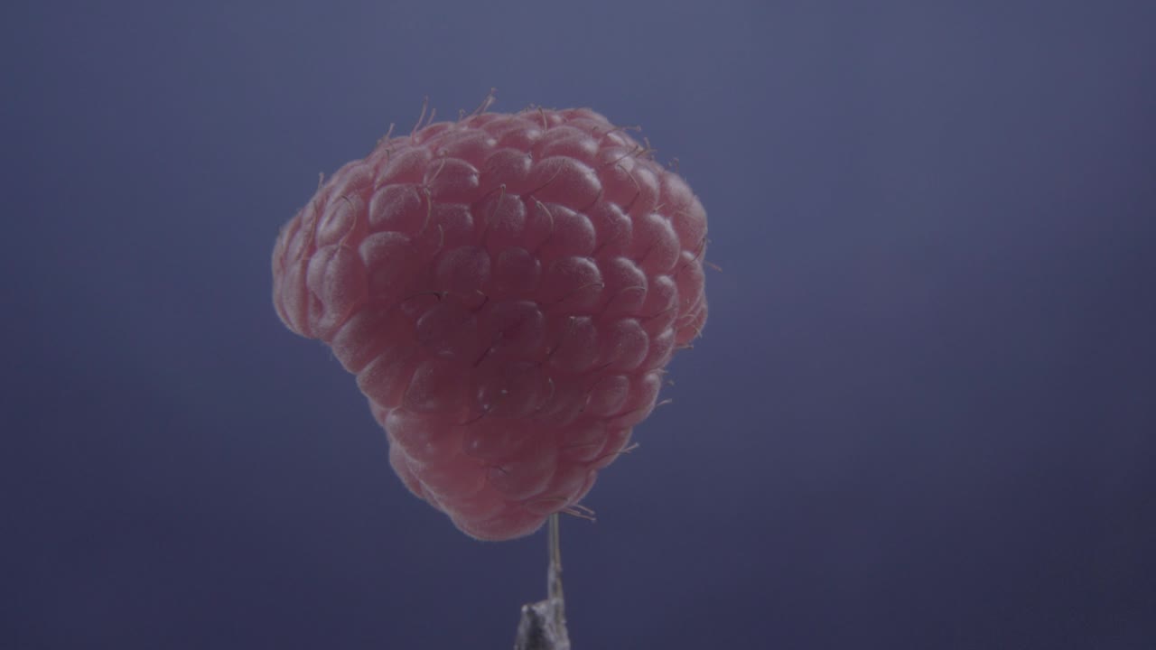 크로마 키를 위해 파란 화면에 루프와 함께 회전하는 라즈베리