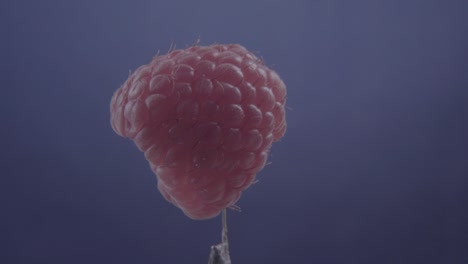 raspberry rotating with loop on blue screen for chroma key
