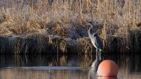 Heron-wading-in-river-with-a-fish-jumping