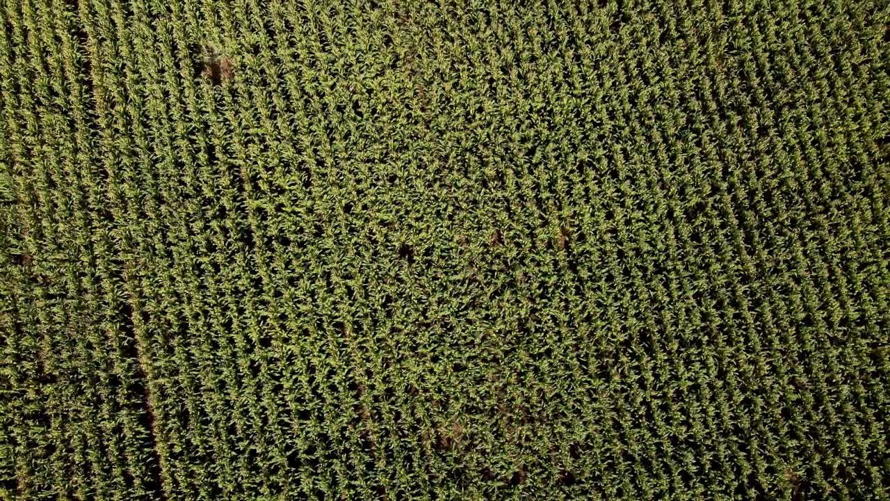 vista aérea del campo agrícola