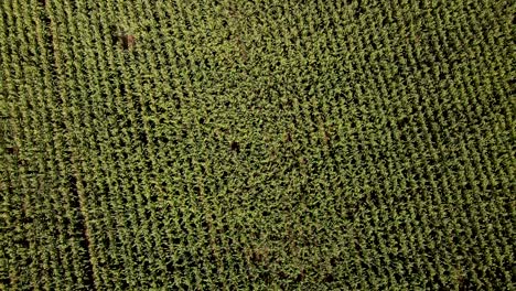 vista aérea del campo agrícola