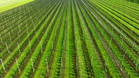 vibrant blooming green trees growing in rows in a fruit plantation