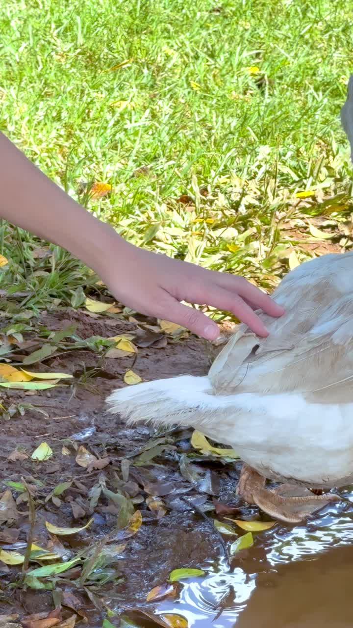 Una persona tocca delicatamente un'anatra vicino a una pozzanghera in un prato, creando un momento sereno e pacifico