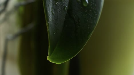 Streue-Etwas-Wasser-Auf-Ein-Blatt