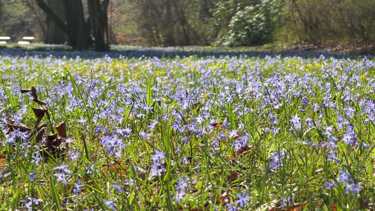 Glockenblumen bedecken eine üppige grüne Wiese, gefüllt mit Frühlingswildblumen und natürlicher Schönheit