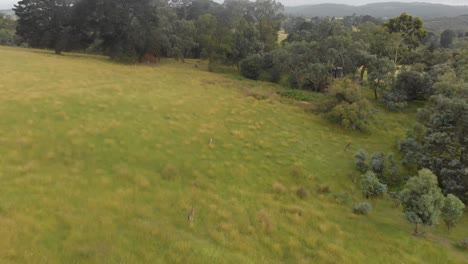 Toma-Aérea-En-Movimiento-Hacia-Adelante-De-Canguros-Saltando-A-Través-De-Un-Potrero-De-Granja-Y-Hacia-Matorrales-En-Australia