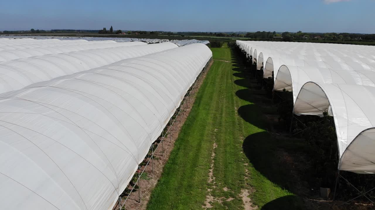 vuelo diagonal sobre túneles utilizados para el negocio de la agricultura de frutas blandas en el sureste de inglaterra en un día de verano con cielo azul
