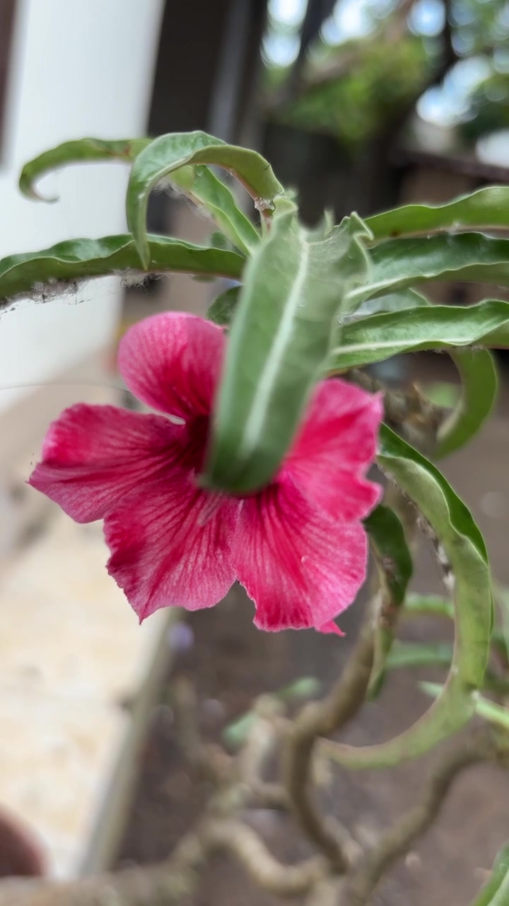 Fiore di Adenium rosa vivace con foglie verdi che ondeggiano dolcemente